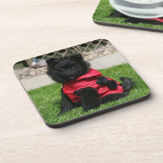 カメラを見ている黒いポメラニア犬の子犬 コースター (左側)