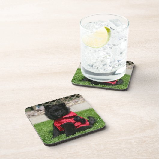 カメラを見ている黒いポメラニア犬の子犬 コースター (右側)