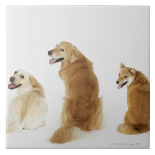 カメラを見ている3匹の犬 タイル (正面)