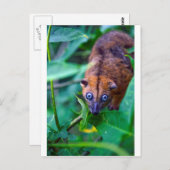 カメラを見てかわいい毛皮のカスミ ポストカード (正面/裏面)