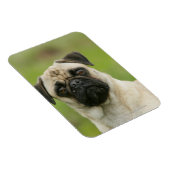 カメラを見て頭を隠す マグネット (右側)