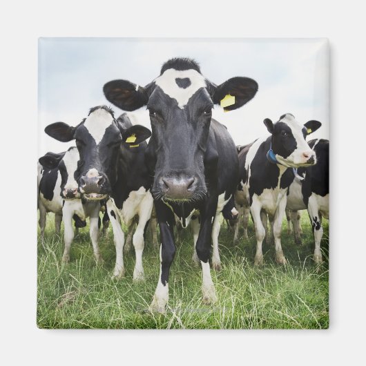 カメラを見ながら列に並んでいる牛 マグネット (正面)