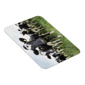 カメラを見ながら列に並んでいる牛 マグネット (右側)