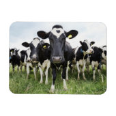 カメラを見ながら列に並んでいる牛 マグネット (横)