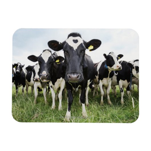 カメラを見ながら列に並んでいる牛 マグネット (横)