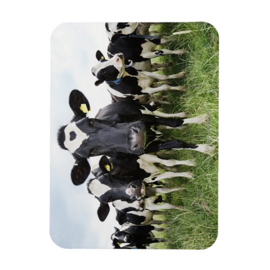 カメラを見ながら列に並んでいる牛 マグネット (縦)