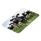 カメラを見ながら列に並んでいる牛 マグネット (左側)