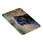 カメラを見ながら息を切らす黒いパグ マグネット (右側)