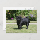 カメラを見ながら立つ黒いパグ ポストカード (正面/裏面)