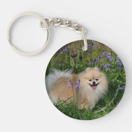 カメラを見ます立つポメラニア犬 キーホルダー (正面)