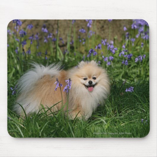 カメラを見ます立つポメラニア犬 マウスパッド (正面)