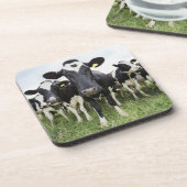 カメラを見ます続けて立っている牛 コースター (左側)