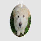 カメラを見るゴルドードルの子犬 オーナメント (正面)