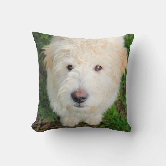 カメラを見るゴルドードルの子犬 クッション (正面)