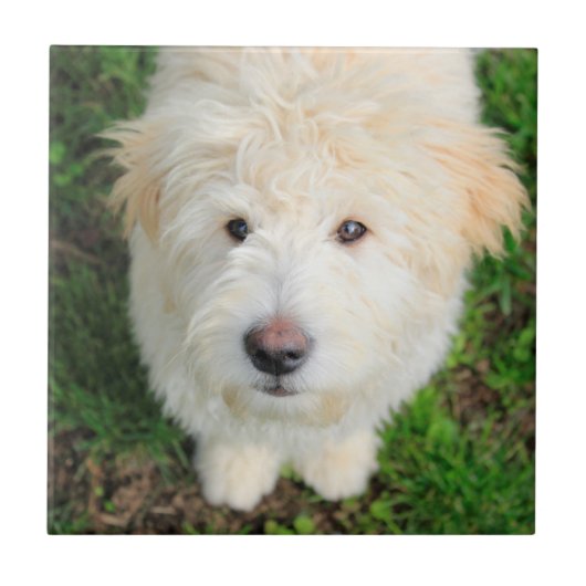 カメラを見るゴルドードルの子犬 タイル (正面)
