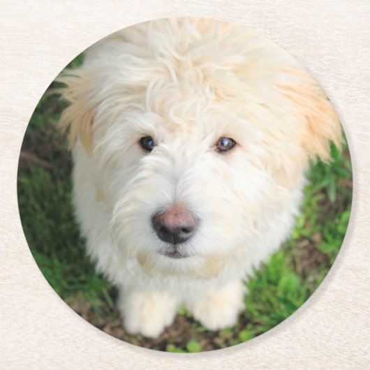 カメラを見るゴルドードルの子犬 ラウンドペーパーコースター (正面)