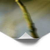 カメラを見るブルーティット ポスター (コーナー)