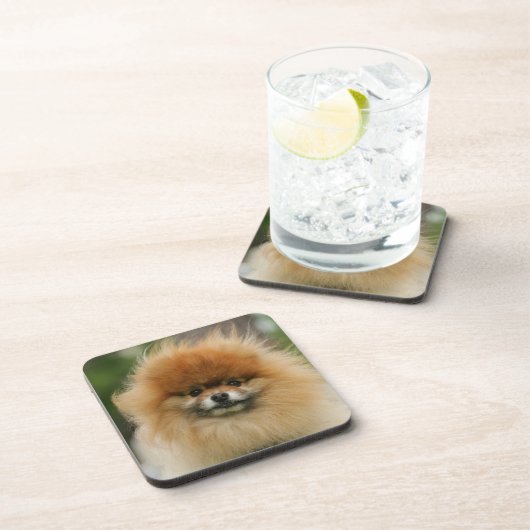 カメラを見るポメラニア犬のHeadshot コースター (右側)