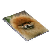 カメラを見るポメラニア犬のHeadshot ノートブック (右側)