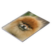 カメラを見るポメラニア犬のHeadshot ノートブック (左側)