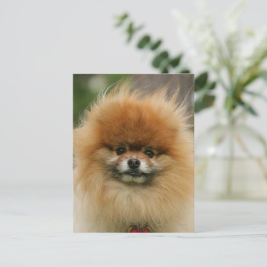 カメラを見るポメラニア犬のHeadshot ポストカード (スタンド正面)