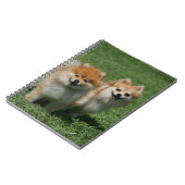 カメラを見る2ポメラニア犬 ノートブック (左側)