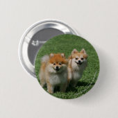 カメラを見る2ポメラニア犬 缶バッジ (正面&裏面)