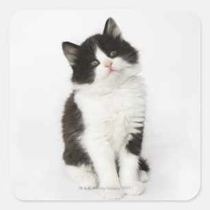 カメラを覗き込んで座っている若い子猫 スクエアシール