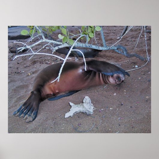 カメラシャイ ポスター (正面)