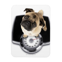 カメラフランスのを見てはかりで測おべっか使う