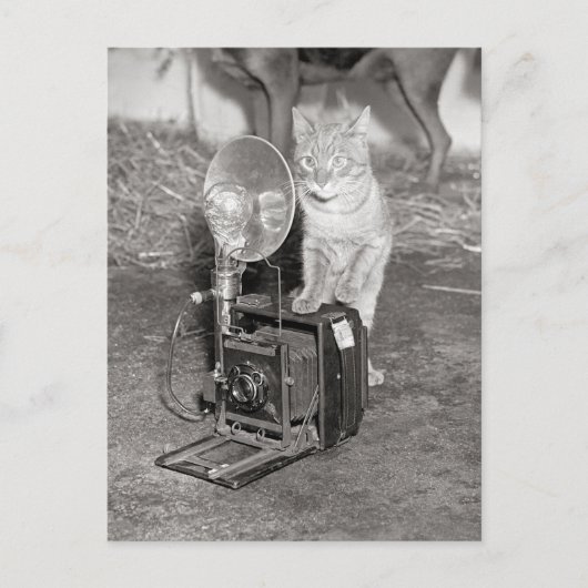 カメラ付き猫， 1936 ポストカード (正面)
