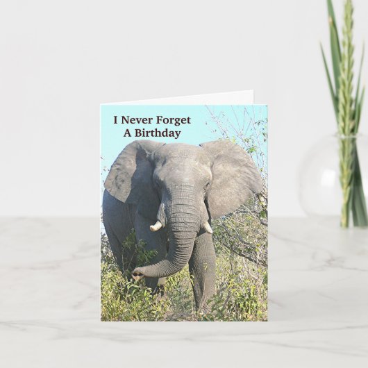 カメラ用象歩く カード (正面)