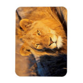 カメラ目線の赤毛のライオン マグネット (縦)