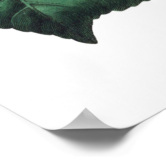 カメリアの植物性プレミアム品質プリント ポスター (角)