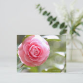 カメリアジャポニカf乙女[葉書] ポストカード (スタンド正面)