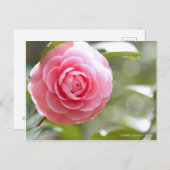 カメリアジャポニカf乙女[葉書] ポストカード (正面/裏面)