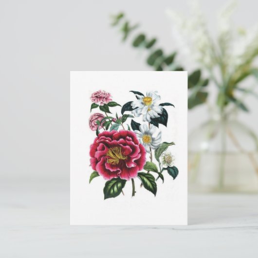 カメリアスバイジェーンルードン ポストカード (スタンド正面)