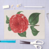 カメリアドンカルロスフェルディナンドバイシャルルレマイア 薄葉紙 (クラフト)