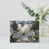 カメリアブロソン ポストカード (スタンド正面)