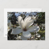 カメリアブロソン ポストカード (正面/裏面)