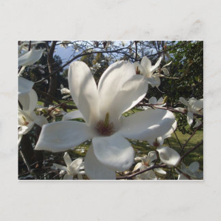 カメリアブロソン ポストカード