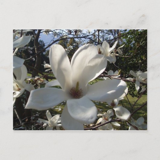 カメリアブロソン ポストカード (正面)