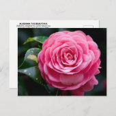 カメリアポストカードアラバマ州フラワー ポストカード (正面/裏面)