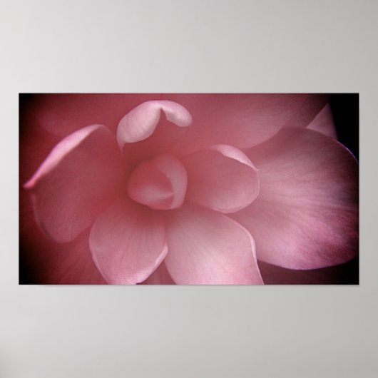 カメリア4 ポスター (正面)