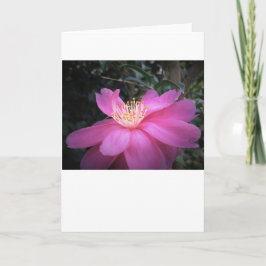 カメリア、カード カード