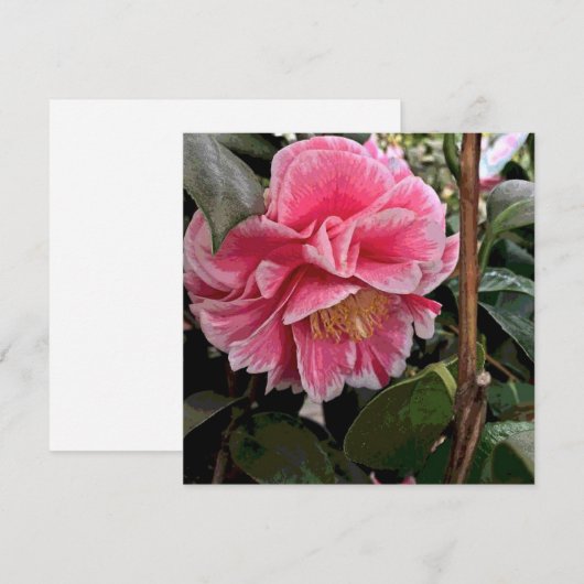 カメリア シーズンカード (正面/裏面)