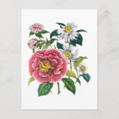 カメリア ポストカード (正面)