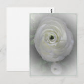 カメリ日本のア ポストカード (正面/裏面)