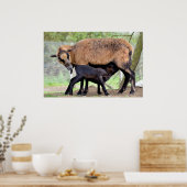 カメルーンの羊と子羊の乳飲み ポスター (キッチン)