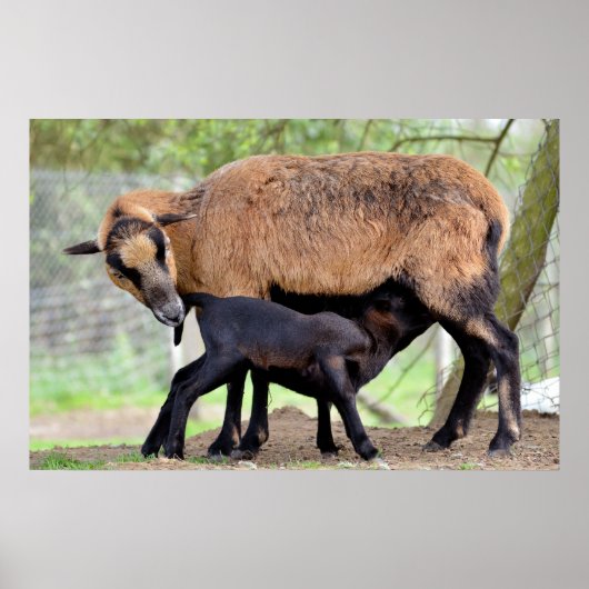 カメルーンの羊と子羊の乳飲み ポスター (正面)